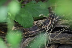 Pantherophis obsoletus