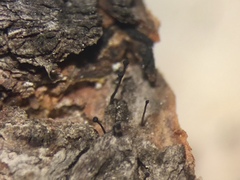 Phaeocalicium curtisii