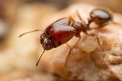 Pheidole xerophila