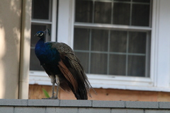 Pavo cristatus