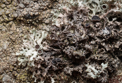 Didymocyrtis epiphyscia