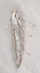 Haplochrois bipunctella