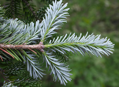 Abies veitchii