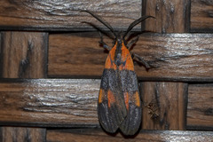 Correbidia terminalis