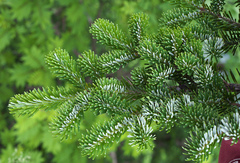 Abies veitchii