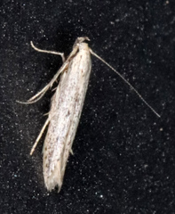 Haplochrois bipunctella