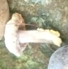 Hypomyces chrysospermus