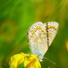 Polyommatus icarus