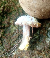 Hypomyces chrysospermus