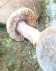 Hypomyces chrysospermus