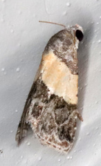 Tripudia balteata