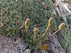 Petrophytum caespitosum caespitosum
