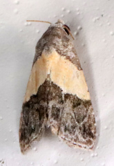 Tripudia balteata