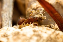 Cyphomyrmex flavidus