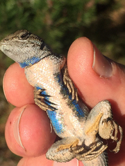 Sceloporus occidentalis occidentalis