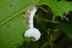 Tenthredo rubricoxis