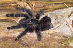 Avicularia