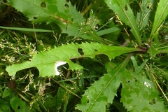 Tenthredo rubricoxis