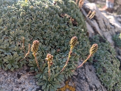 Petrophytum caespitosum caespitosum