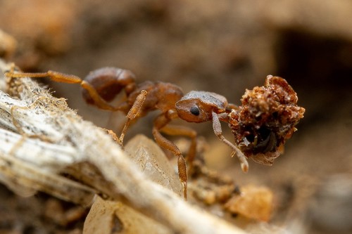 Cyphomyrmex flavidus photo 2