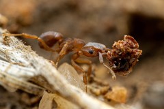 Cyphomyrmex flavidus