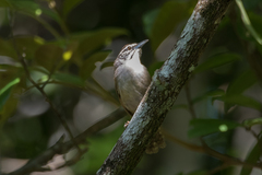 Pheugopedius genibarbis