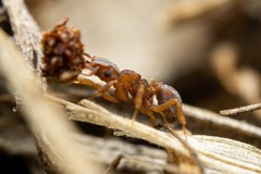 Cyphomyrmex flavidus