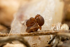 Cyphomyrmex flavidus