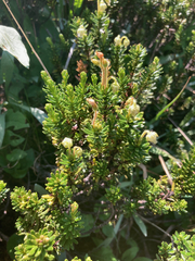 Phyllodoce glanduliflora