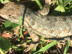 Sceloporus occidentalis occidentalis