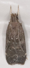 Helcystogramma melantherella