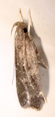 Helcystogramma melantherella