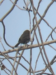 Auriparus flaviceps