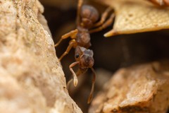 Cyphomyrmex flavidus