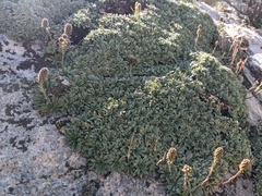 Petrophytum caespitosum caespitosum