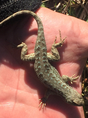 Sceloporus occidentalis occidentalis