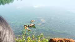 Anatidae