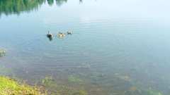 Anatidae