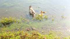 Anatidae