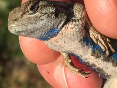 Sceloporus occidentalis occidentalis