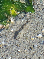 Crangon franciscorum