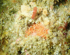 Endectyon hispitumulus