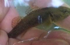 Gobiomorphus basalis