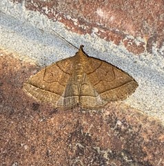 Zanclognatha obscuripennis