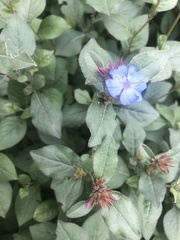 Ceratostigma plumbaginoides