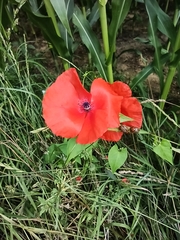 Papaver rhoeas