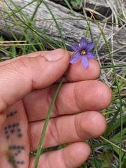 Sisyrinchium idahoense