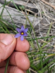 Sisyrinchium idahoense