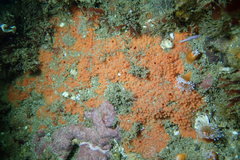 Endectyon hispitumulus