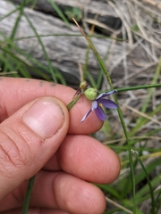 Sisyrinchium idahoense